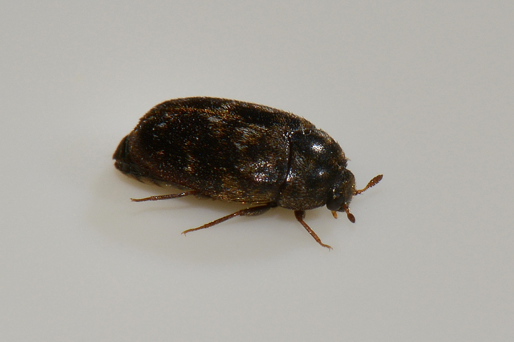 Dermestidae: Trogoderma glabrum? S.